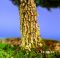 VENDU buxus harlandii bonsai ref :13100143