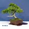 VENDU juniperus rigida ref:05120141