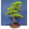 PINUS PENTAPHYLLA bonsai ref: 1201151