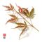 Acer palmatum 'Butterfly' en godet