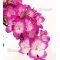 rhododendron l. mangetsu ref :2205019