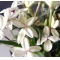 rhodohypoxis 'dawn' 1.4 litre pot ivory flowers