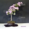 rhododendron kumpu  ref :10060151