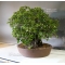 ficus formosana bonsai ref : 25090151