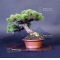 VENDU Pinus pentaphylla ref:15040153