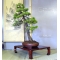 Pinus pentaphylla bonsai ref: 12040153