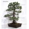 Pinus pentaphylla bonsai ref: 04120156
