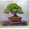 Pinus pentaphylla bonsai ref: 10040158