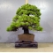 VENDU Pinus pentaphylla ref: 10040157