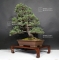 Pinus pentaphylla zuisho bonsai ref: 24020165