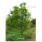 Graines d'Acer palmatum takao