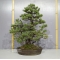 Pinus pentaphylla 241001615