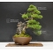juniperus chinensis itoigawa ref 241001614