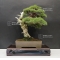juniperus chinensis itoigawa ref 26100162