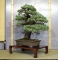 VENDU Pinus pentaphylla ref: 8100163