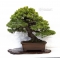 Pinus pentaphylla bonsai ref: 19100163