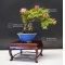 Rhododendron variété kakuo ref:24050174