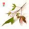 Acer palmatum 'Beni shichihenge' en godet
