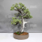 Juniperus rigida 07011237