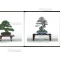 kokufu-ten bonsai exhibition catalogue 86 (2012)