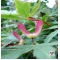 acer amoenum seeds wakehurst pink