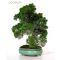 Juniperus chinensis 02090901