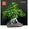 ficus retusa bonsai ref: 7208