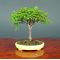 Zelkova serrata bonsai ref: 14040132