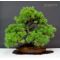 Five-needle Japanese pine bonsai ref: 23120131
