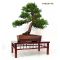 VENDU juniperus chinensis itoigawa ref 10020142