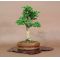 VENDU Acer palmatum shishigashira ref : 12030143