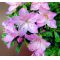 vendu rhododendron yugiri ref: 23050142