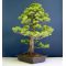 Five needle pine bonsai ref: 05050143