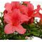 VENDU rhododendron l.  osakazuki ref 20060149
