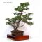 VENDU juniperus rigida ref: 20120132