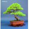 Pinus pentaphylla ref 10090144