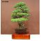 Five needle Japanese pine ref: 24110149