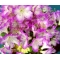 rhododendron l. mangetsu ref :220501533