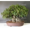 ficus formosana bonsai ref : 25090151