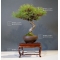 pinus thunbergii bonsai ref: 28090152