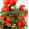 cotoneaster m. variegata mini bonsai ref : 2109015