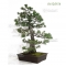 Pinus pentaphylla bonsai ref: 04120156
