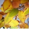 fagus crenata beech tree bonsai ref: 9100151
