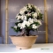 rhododendron kaho bonsai ref: 08070151