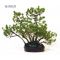 Five-needle Japanese pine bonsai ref 16110121