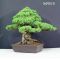 Pinus pentaphylla du Japon ref :16090131
