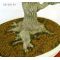 styrax japonicus bonsai ref: 20120134