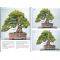 France bonsai N°101