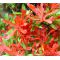 vendu rhododendron l. kinsai ref 080601418
