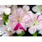 VENDU Rhododendron kami no yama kirin 180601420